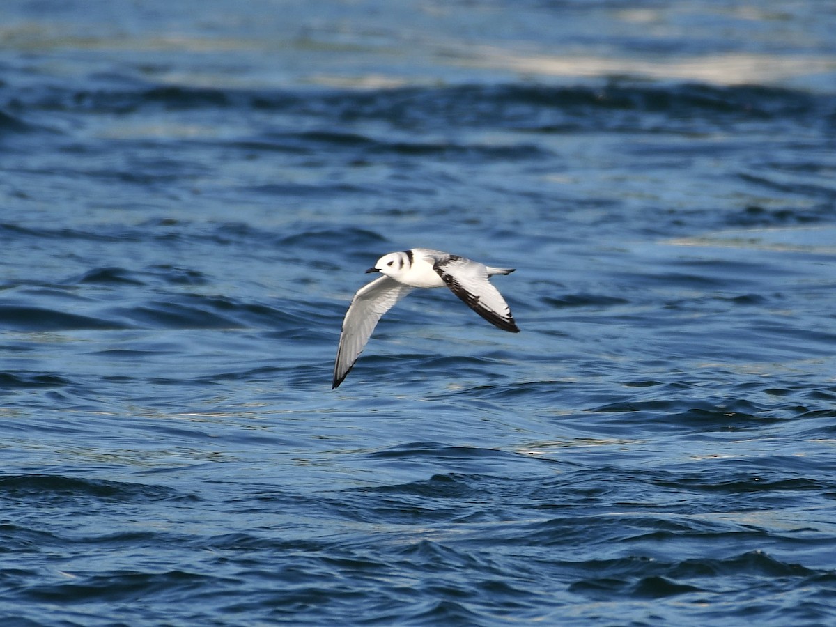 Black-legged Kittiwake - Bill Massaro