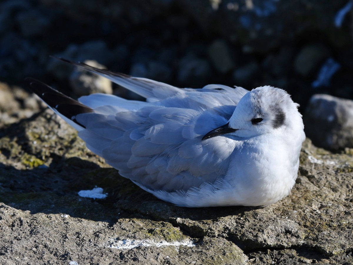 Bonaparte's Gull - ML385723751