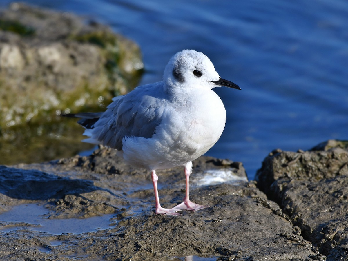 Bonaparte's Gull - ML385723761
