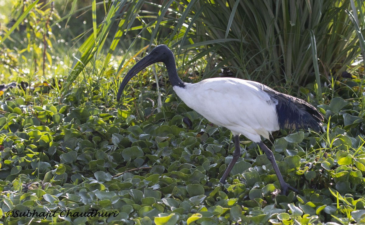 African Sacred Ibis - ML385725341