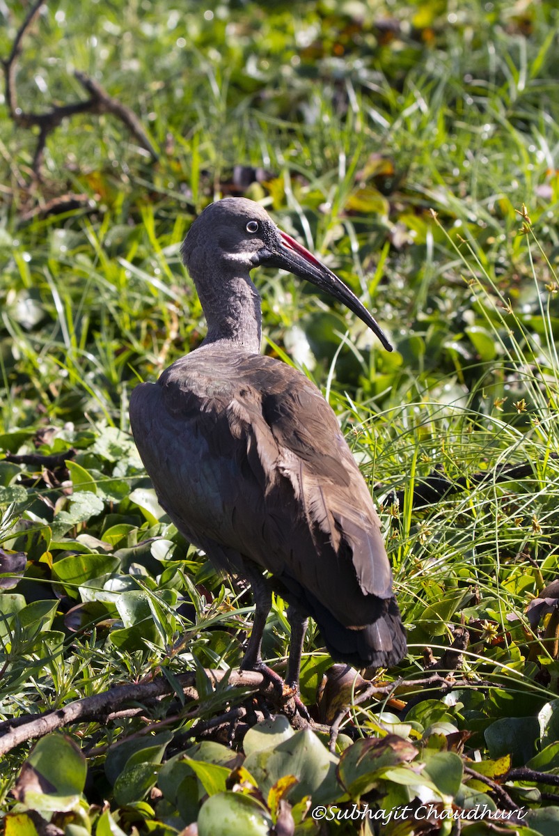 ibis hagedaš - ML385725821