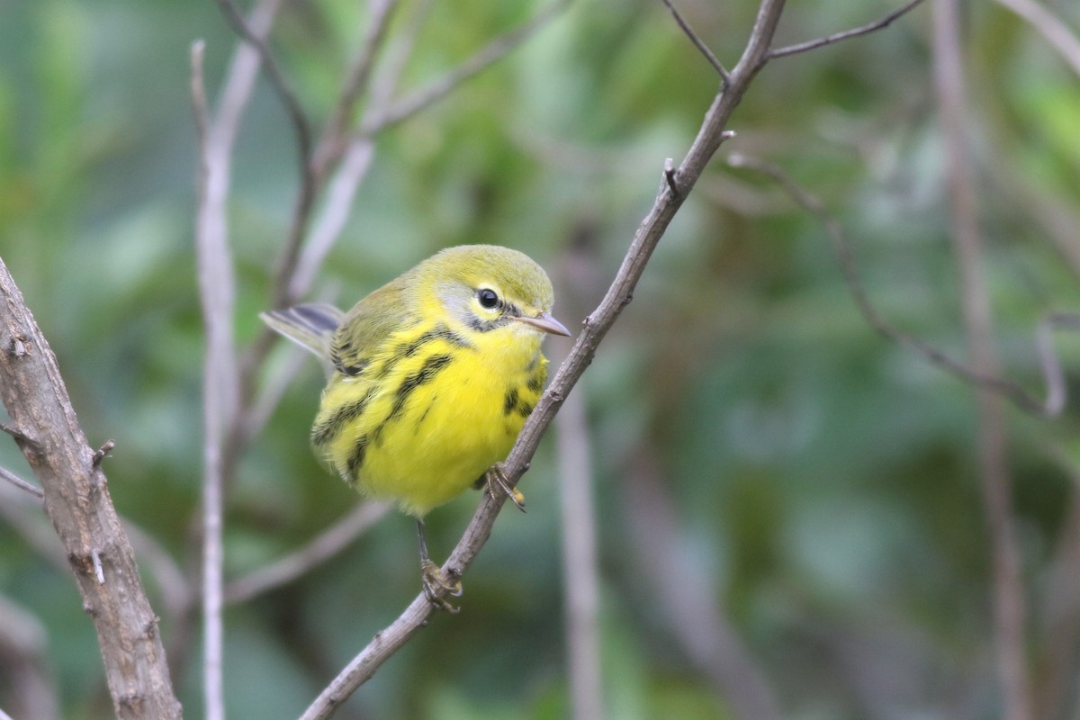 Prairie Warbler - ML385726401