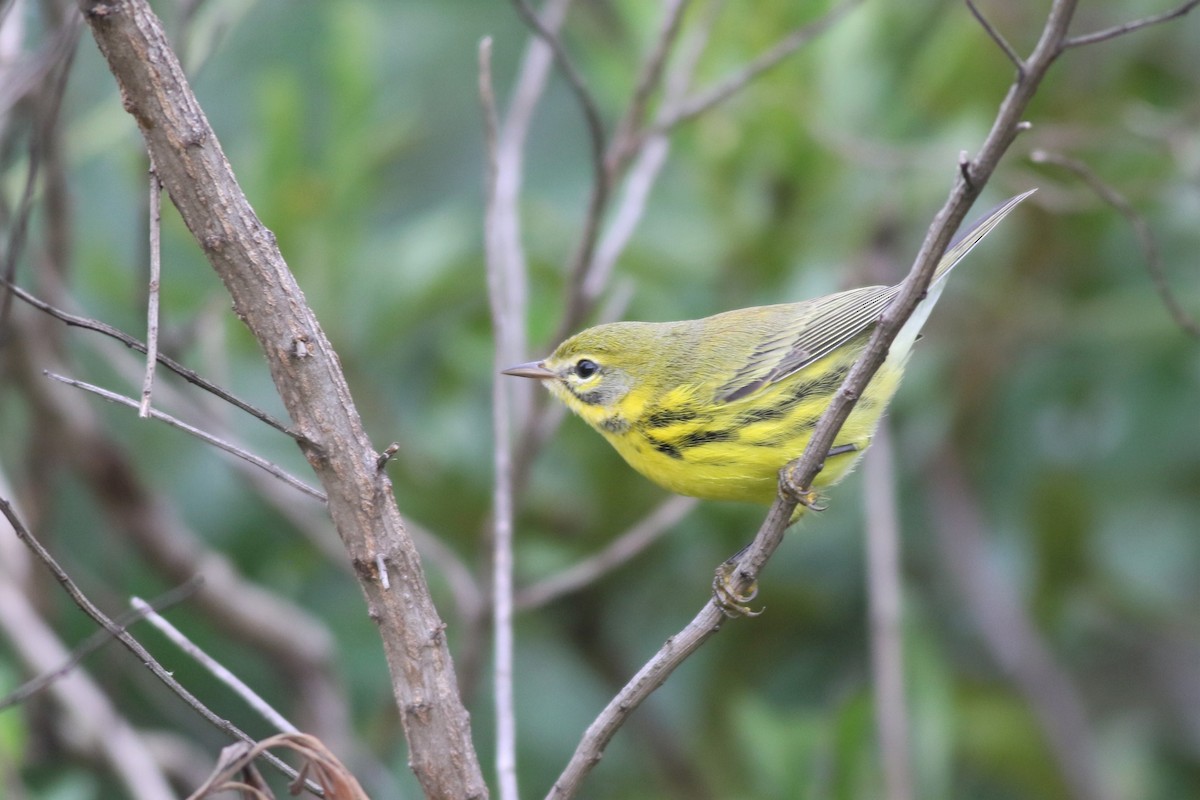 Prairie Warbler - Margaret Viens