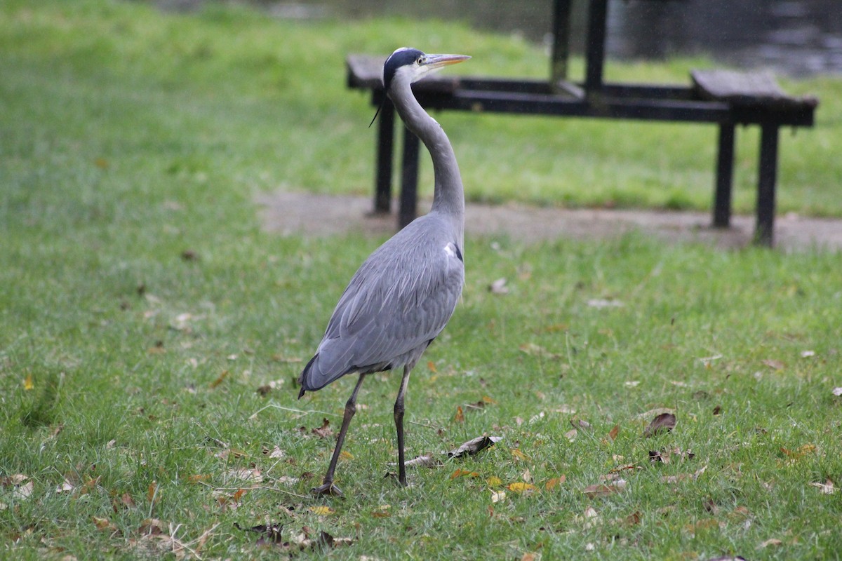 Gray Heron - ML385727051