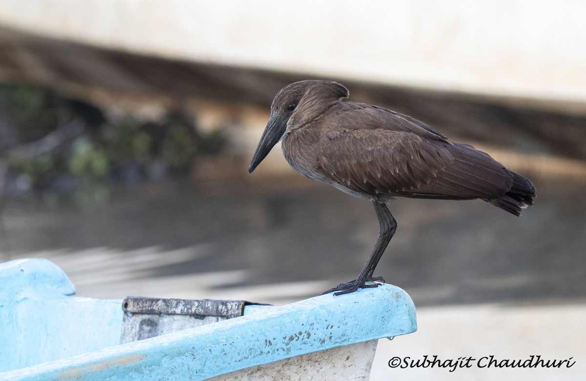 Hamerkop - ML385727331