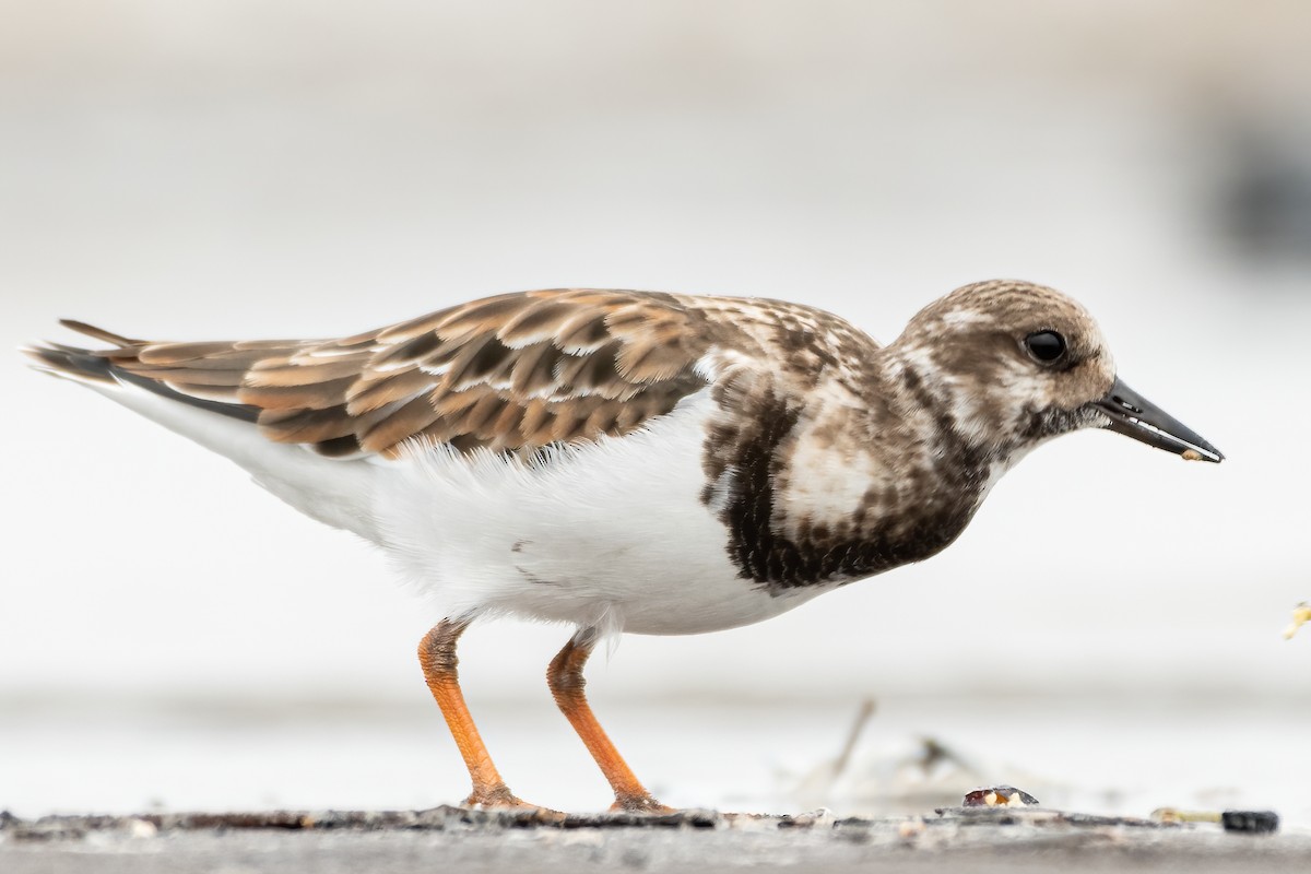 Ruddy Turnstone - ML385728011