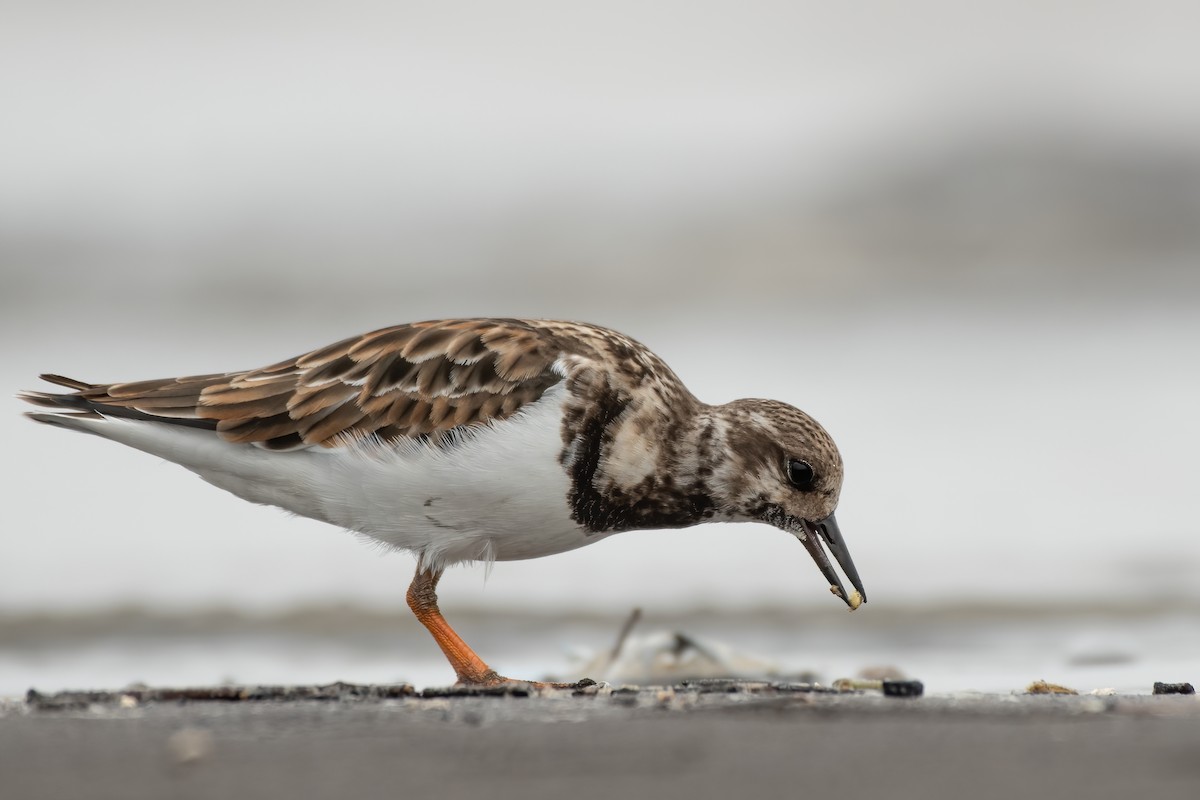 Ruddy Turnstone - Akshay Shinde