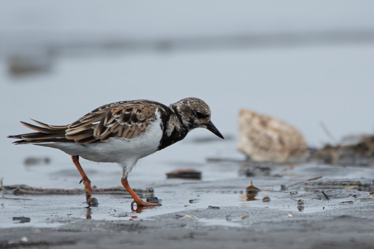 Ruddy Turnstone - ML385728081