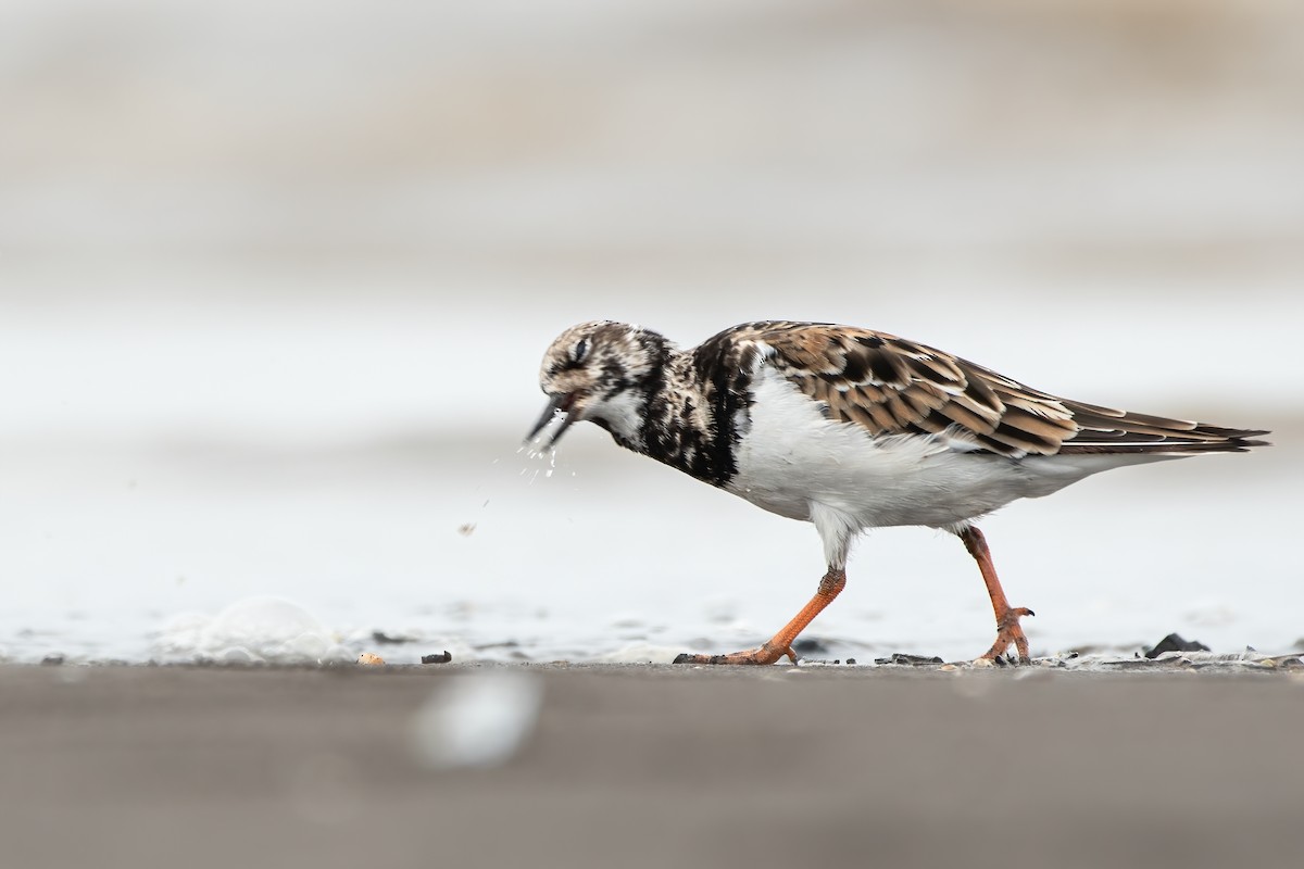 Ruddy Turnstone - ML385728091