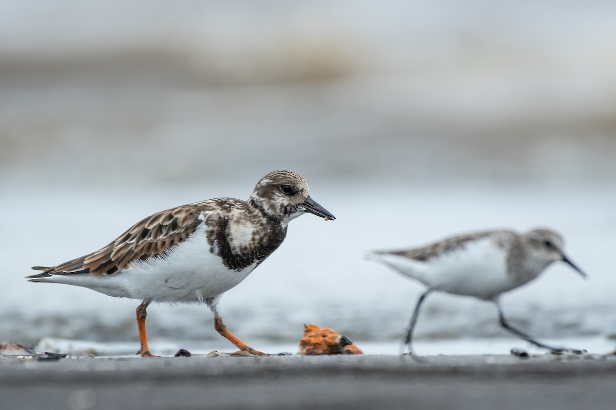 Ruddy Turnstone - ML385728201