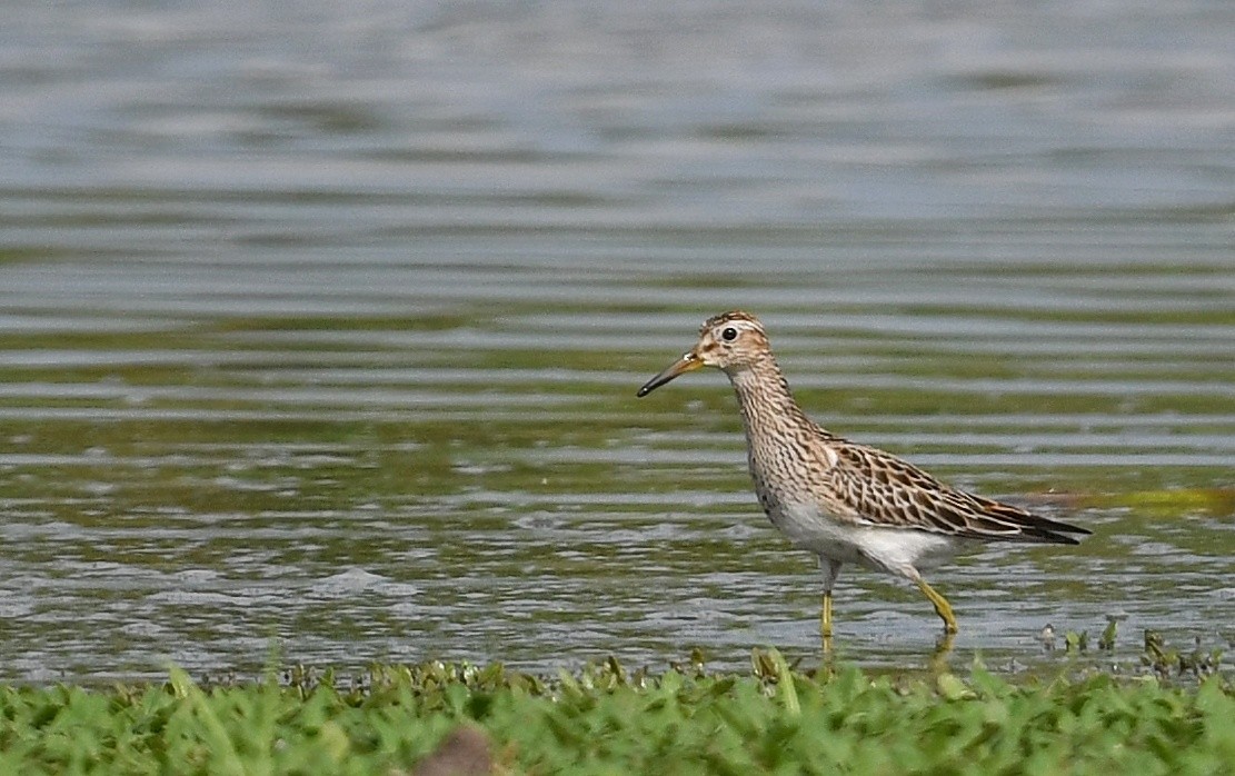 Pectoral Sandpiper - Renuka Vijayaraghavan