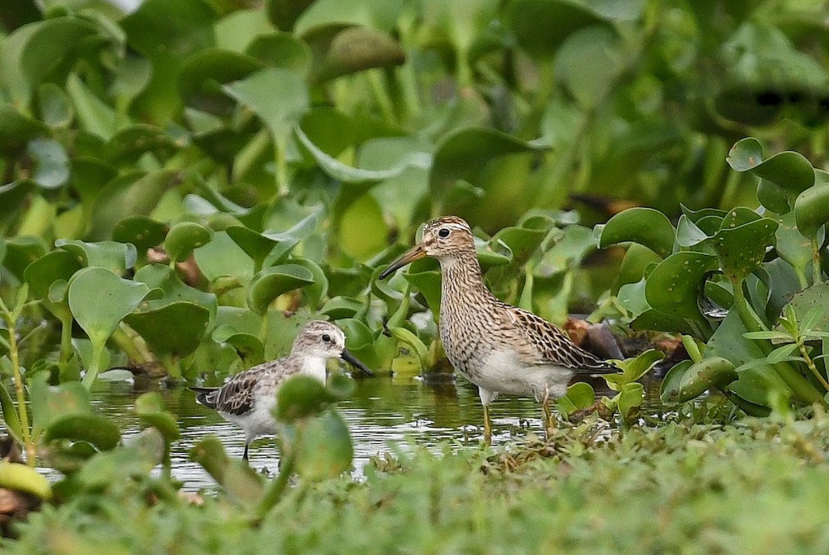 Pectoral Sandpiper - Renuka Vijayaraghavan