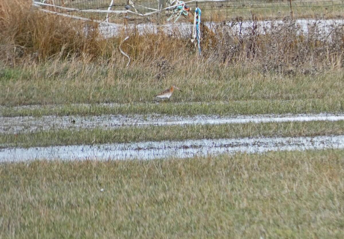 Black-tailed Godwit - ML385728561