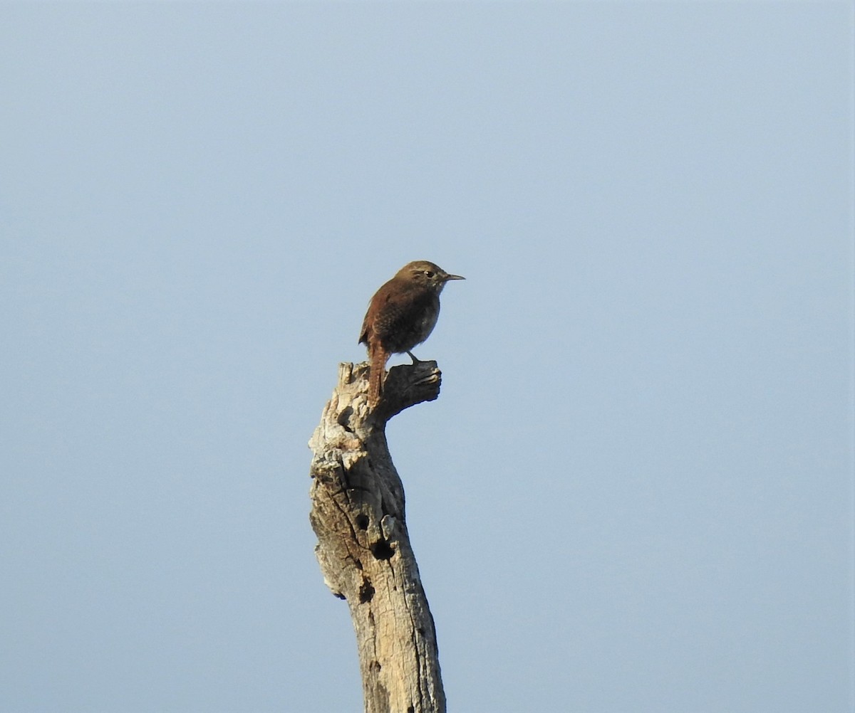 Northern House Wren - ML385728841
