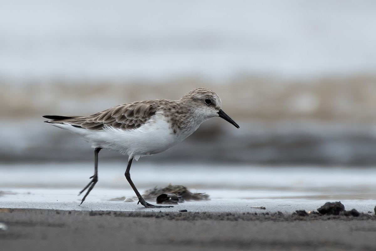 Little Stint - ML385728951