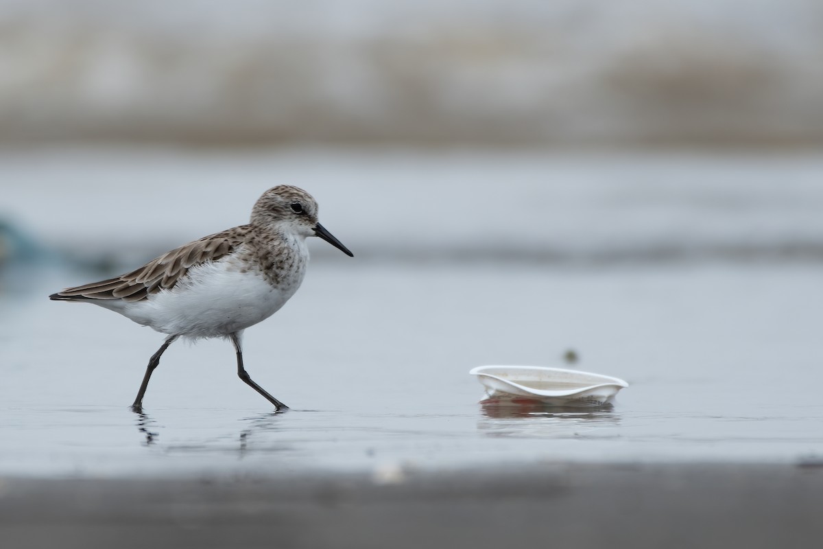 Little Stint - ML385728981