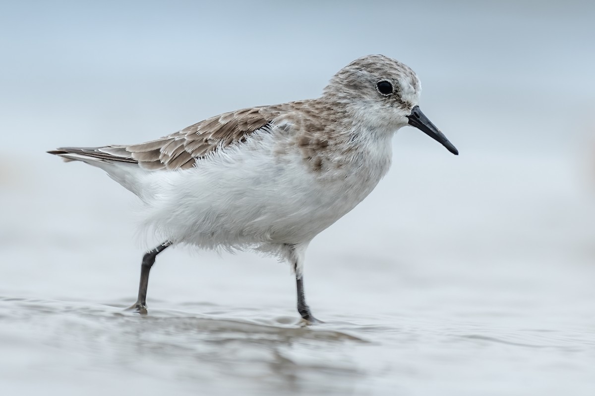 Little Stint - ML385729001