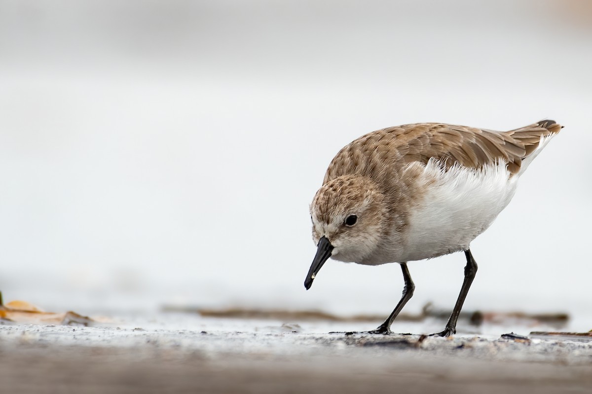 Little Stint - Akshay Shinde