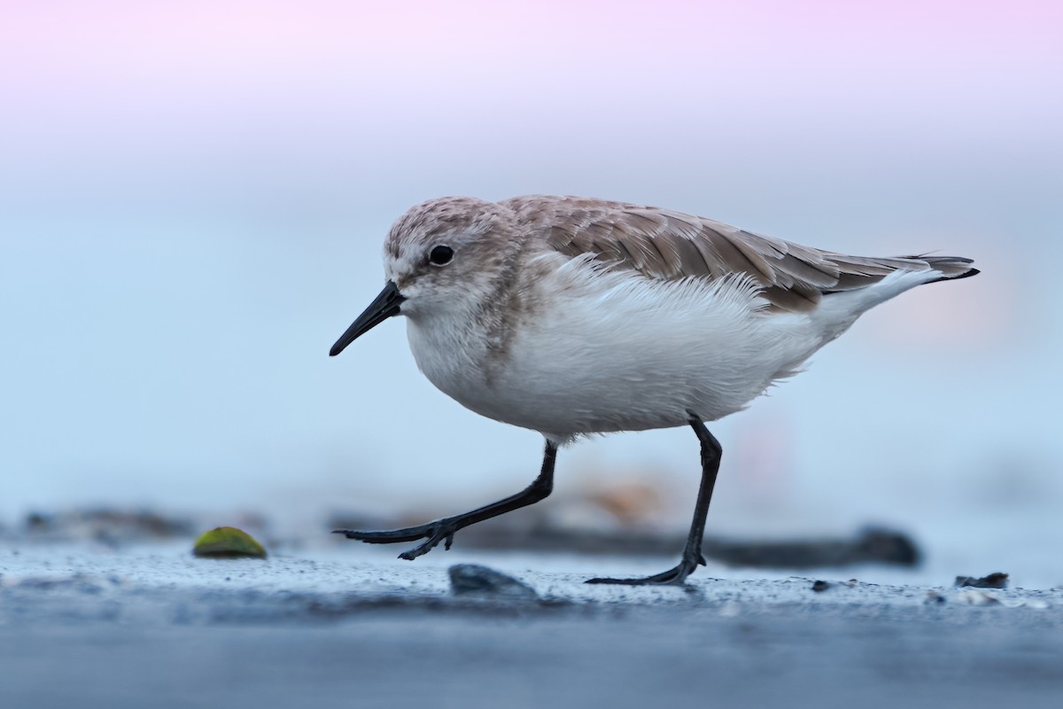 Little Stint - ML385729021