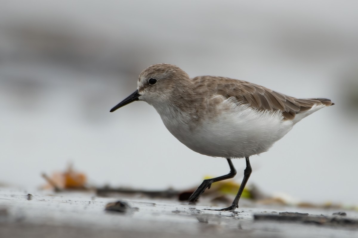 Little Stint - Akshay Shinde