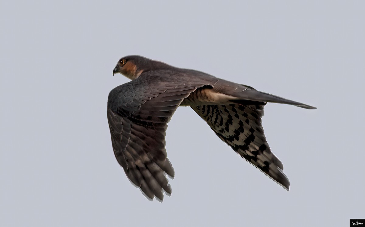 Eurasian Sparrowhawk - ML385730661