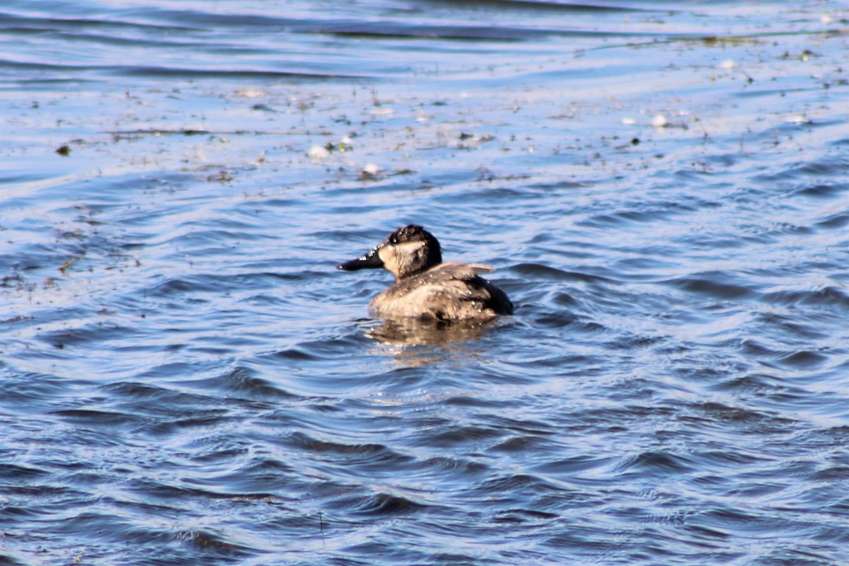 Ruddy Duck - ML385731141