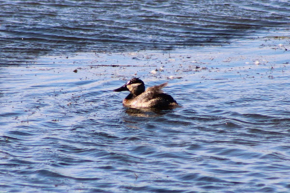 Ruddy Duck - ML385731151