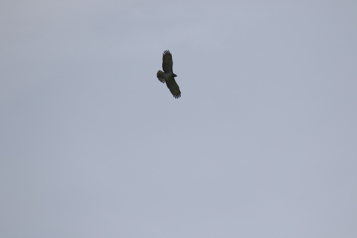 luněc šedý - ML385732191