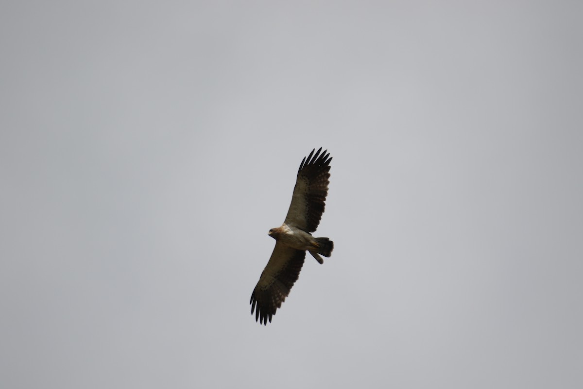 orel nejmenší - ML385732861