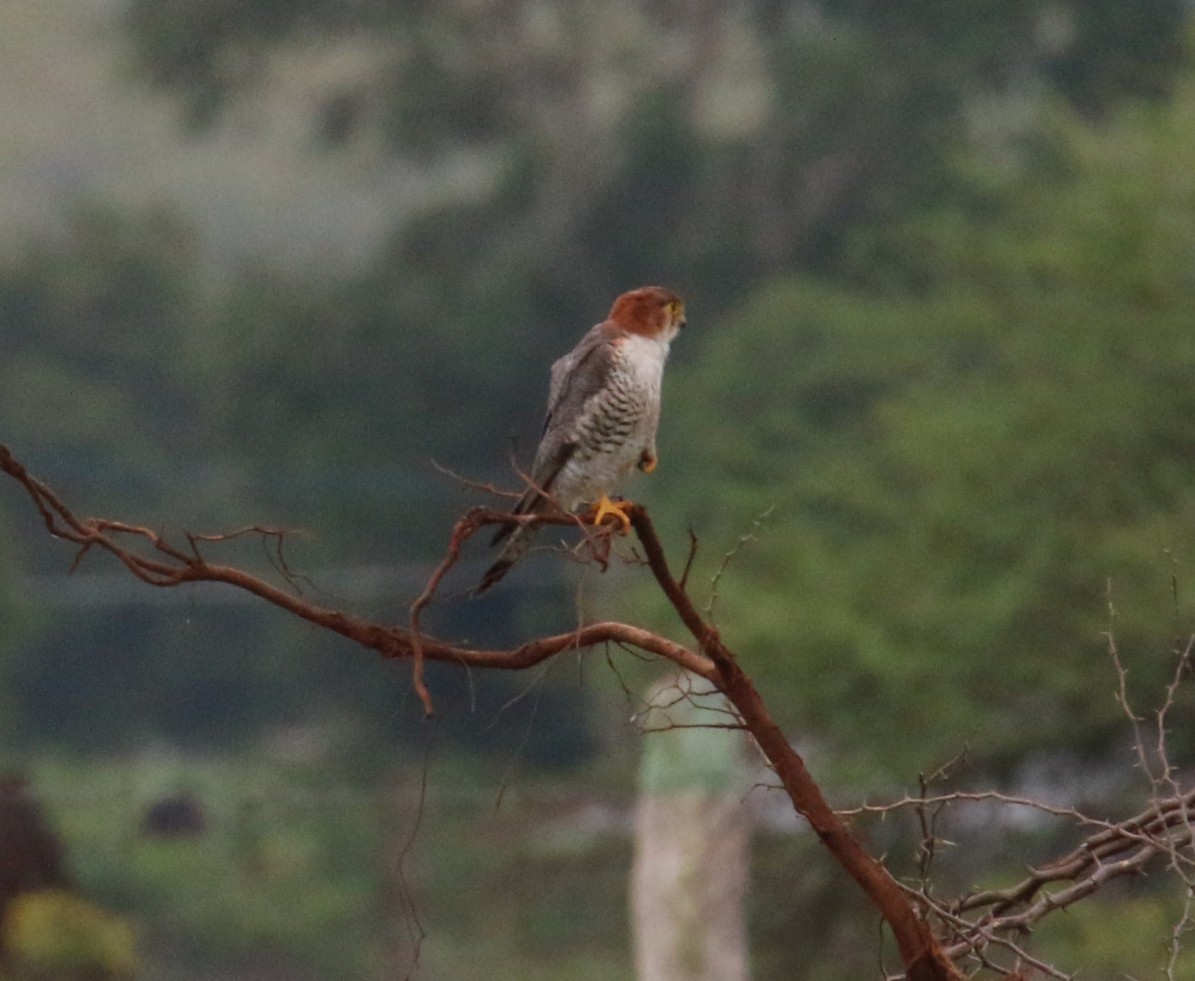 dřemlík rudohlavý - ML385733011