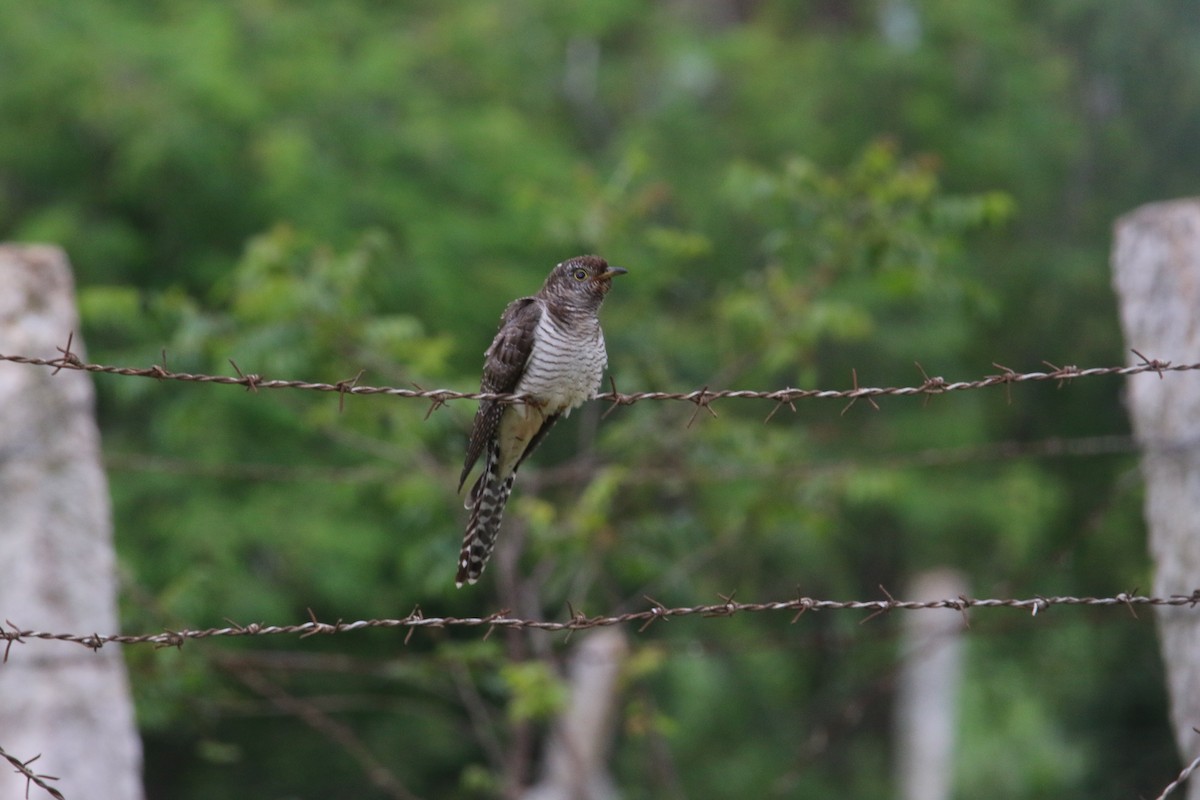 kukačka obecná - ML385733611