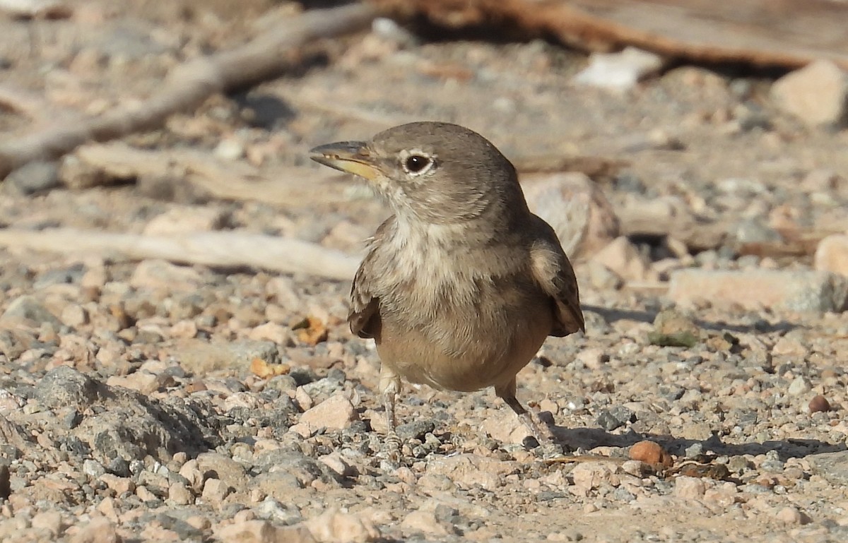 Desert Lark - ML385733761