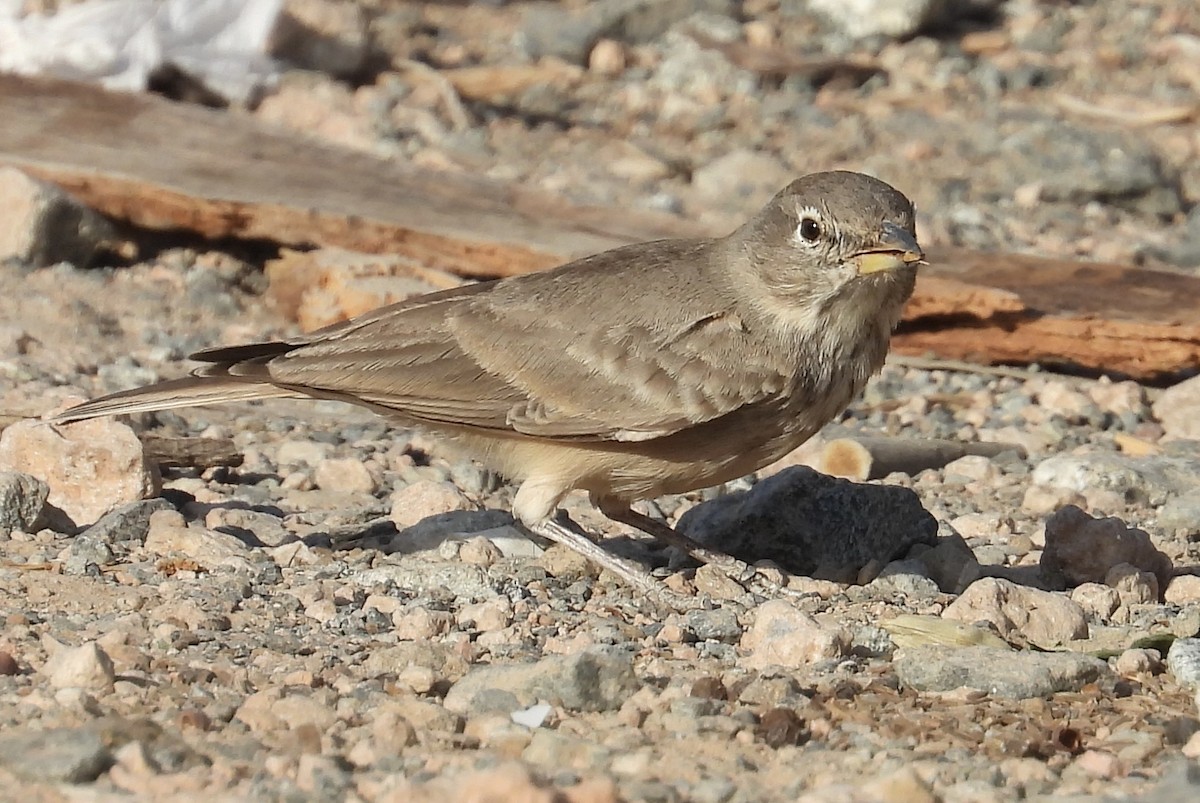 Desert Lark - Ted Burkett