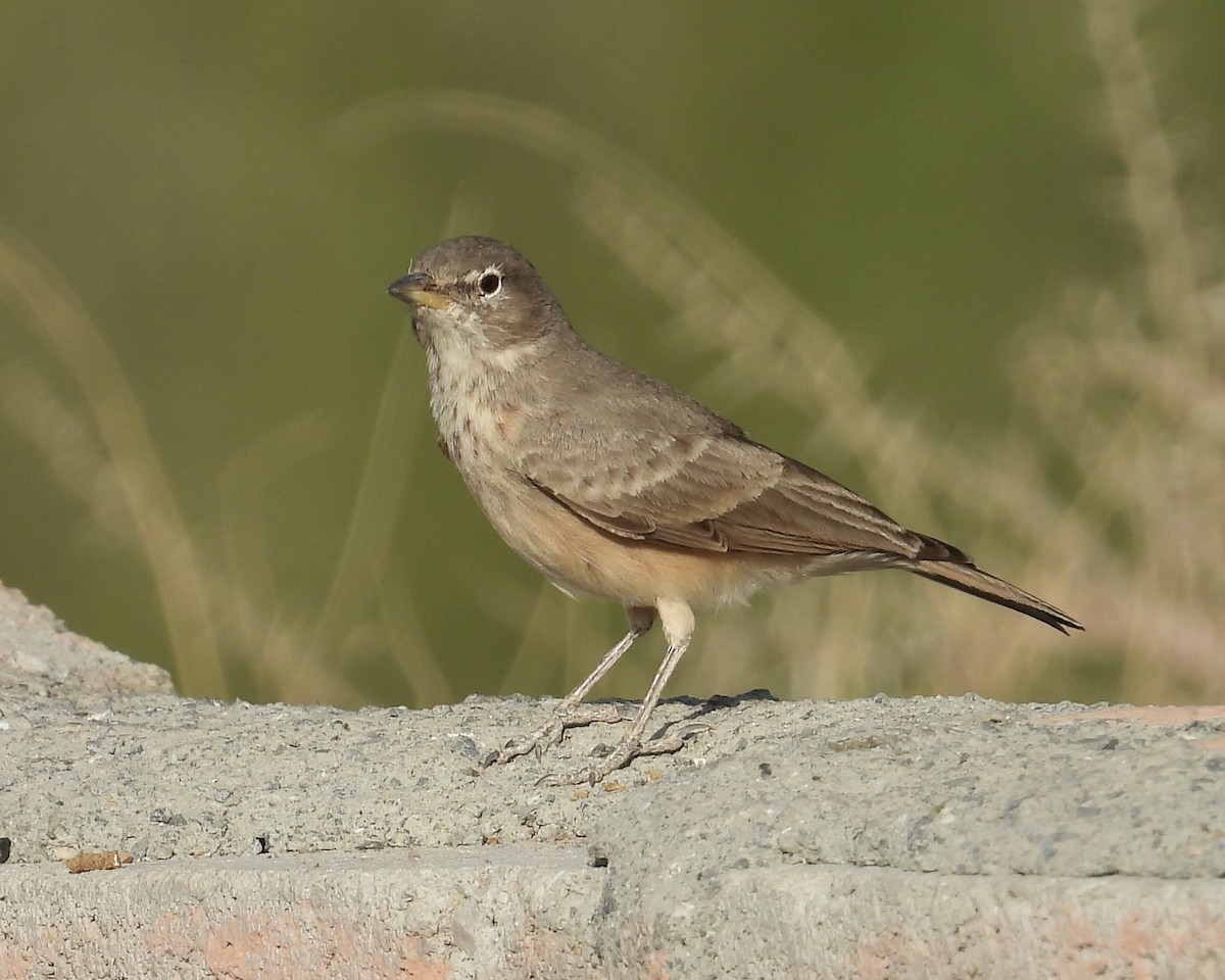 Desert Lark - ML385733831