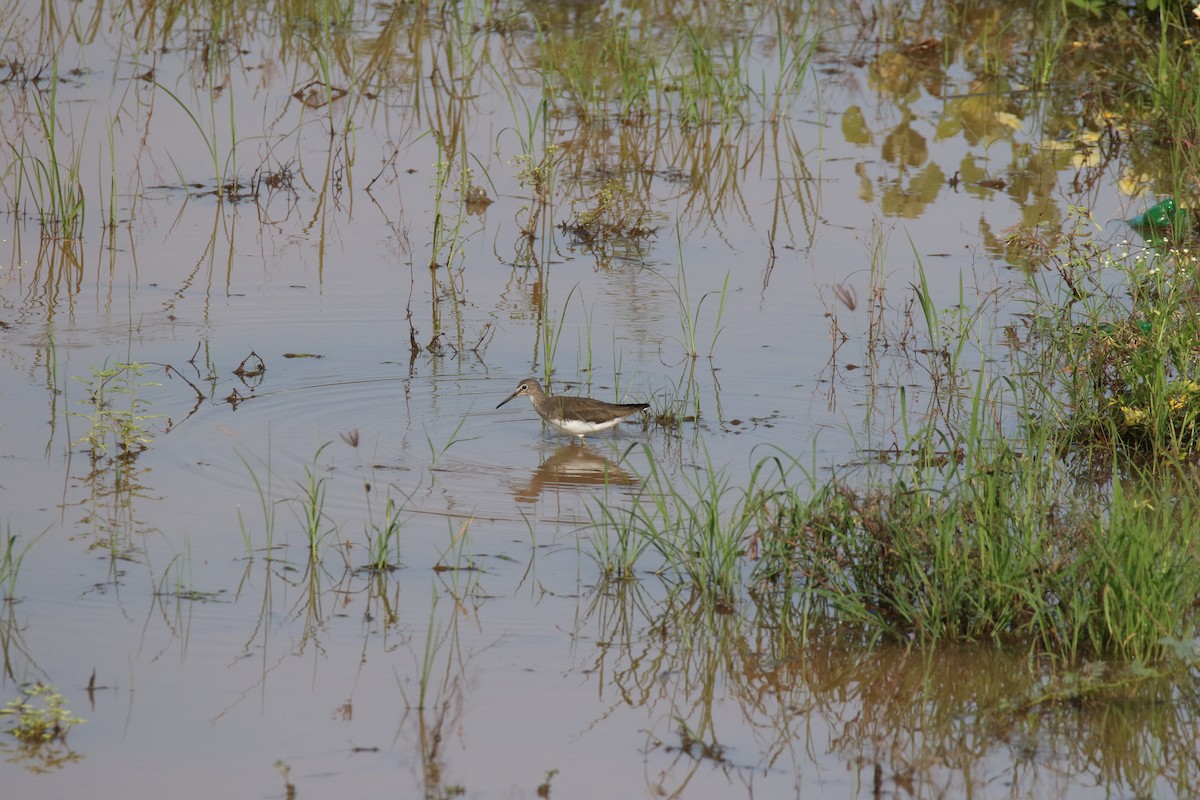 vodouš kropenatý - ML385734221