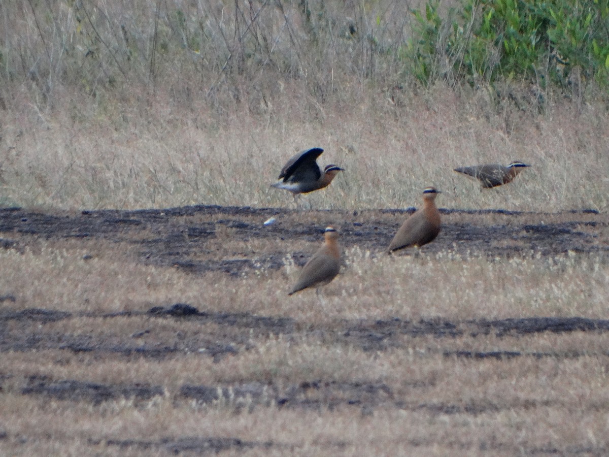 Indian Courser - ML385734791