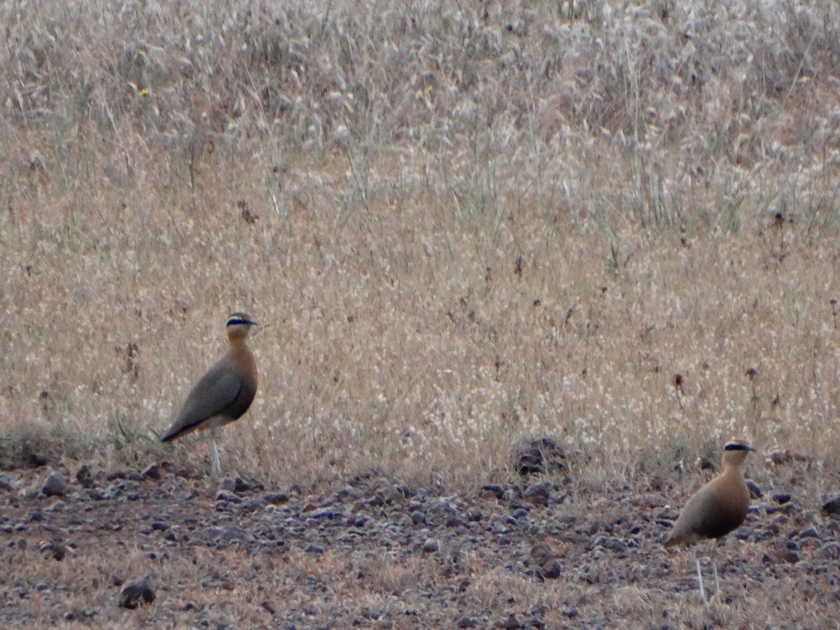 Indian Courser - ML385734801