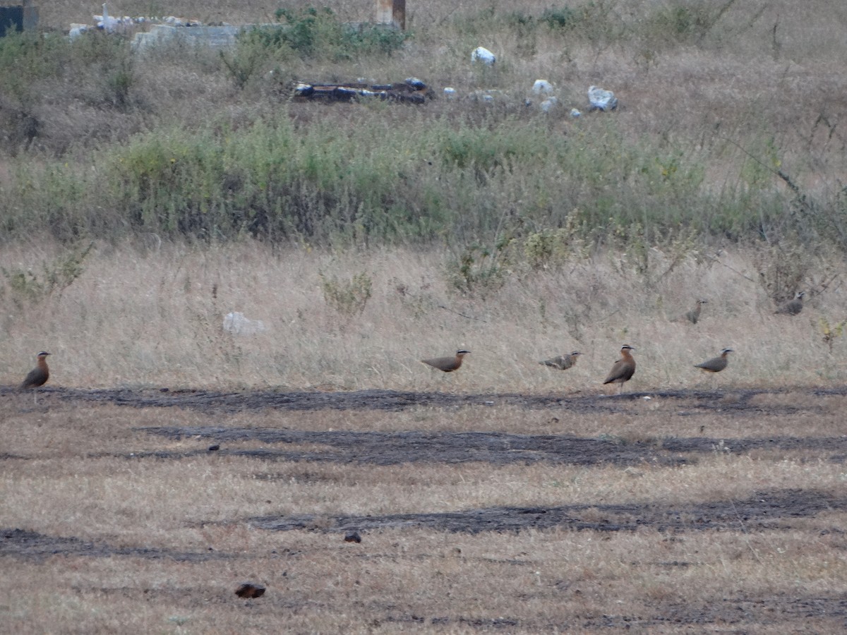 Indian Courser - ML385734821