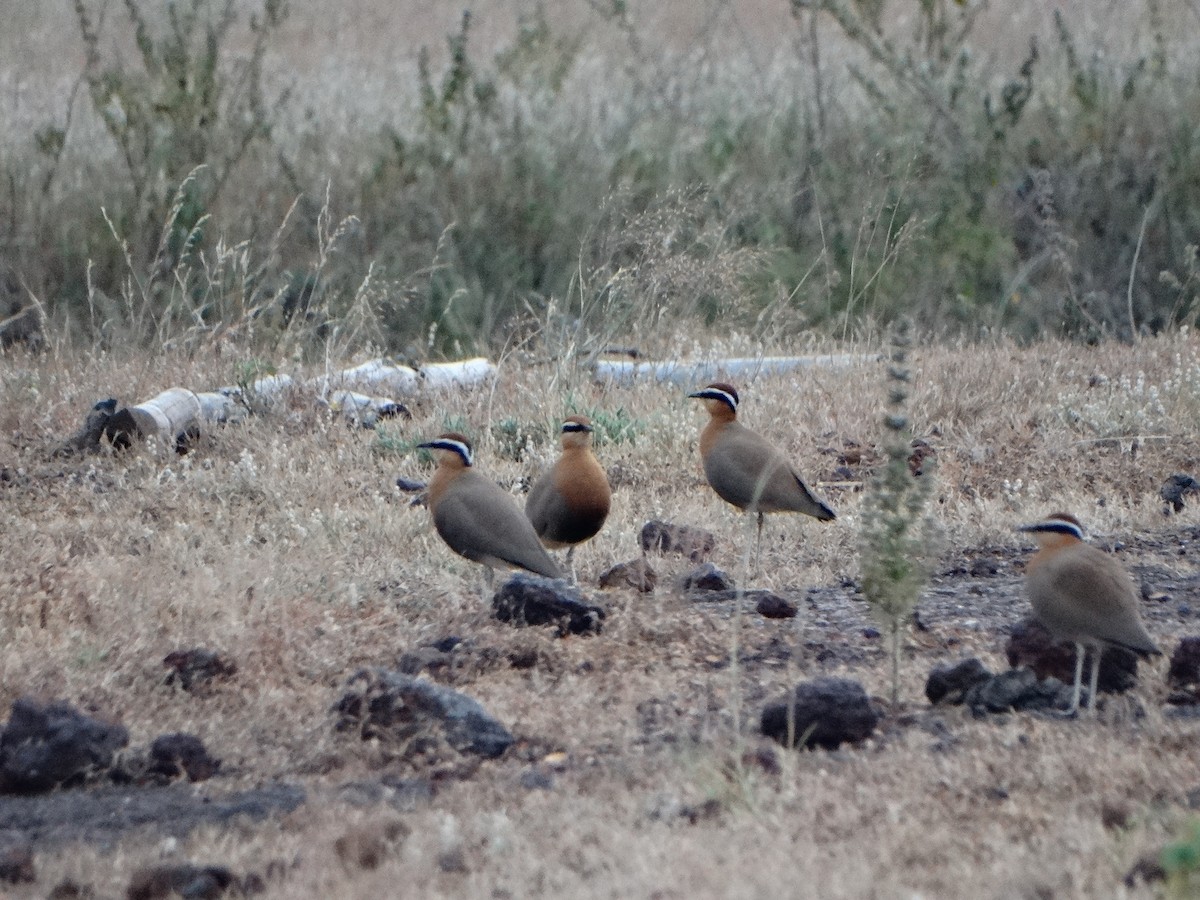 Indian Courser - ML385734851