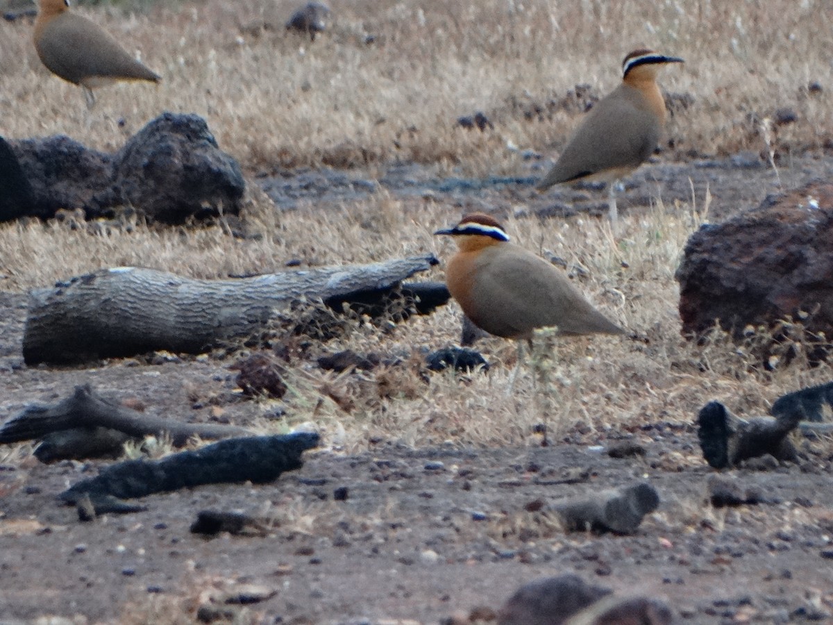 Indian Courser - ML385734901