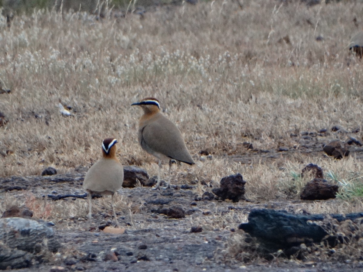 Indian Courser - ML385734921