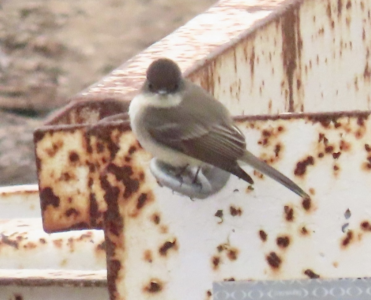 Eastern Phoebe - ML385735251