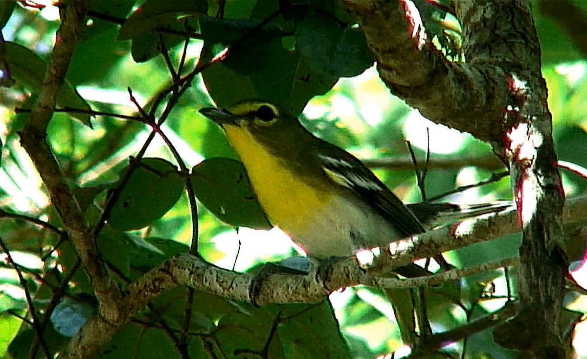 Yellow-throated Vireo - ML385737531