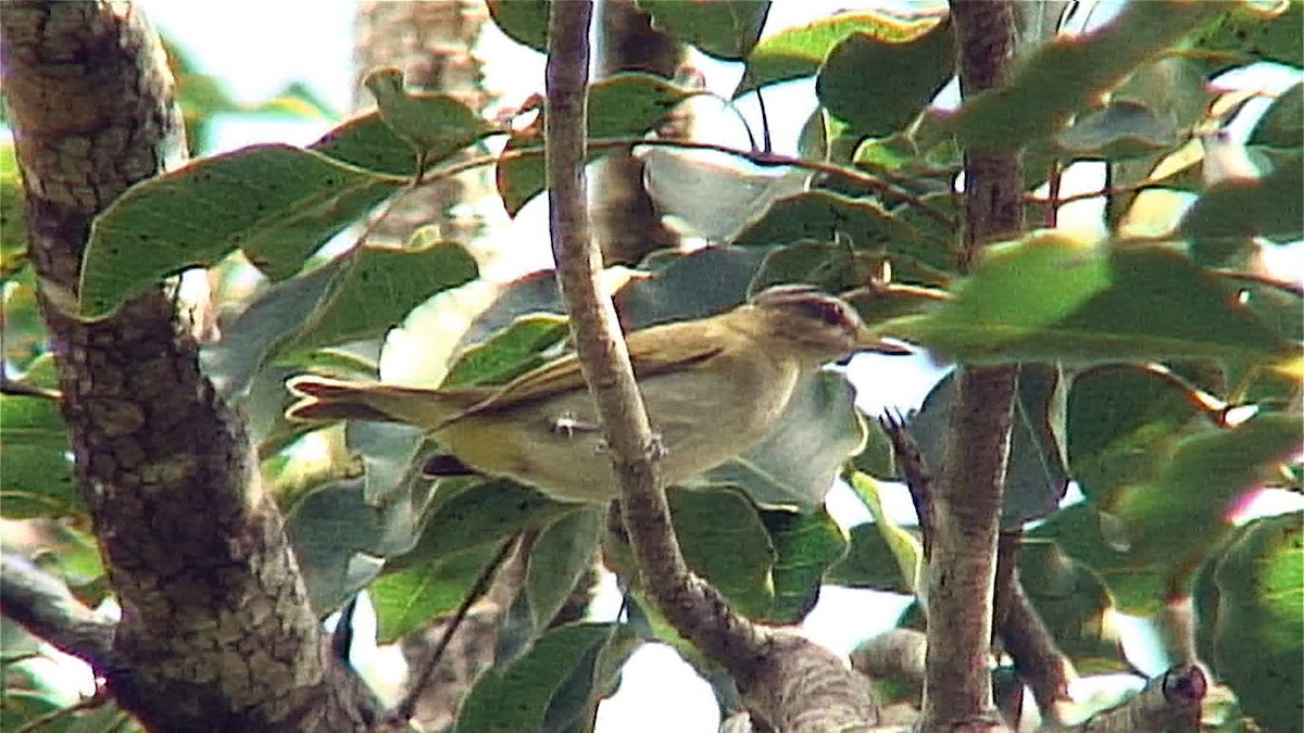 rødøyevireo - ML385739281