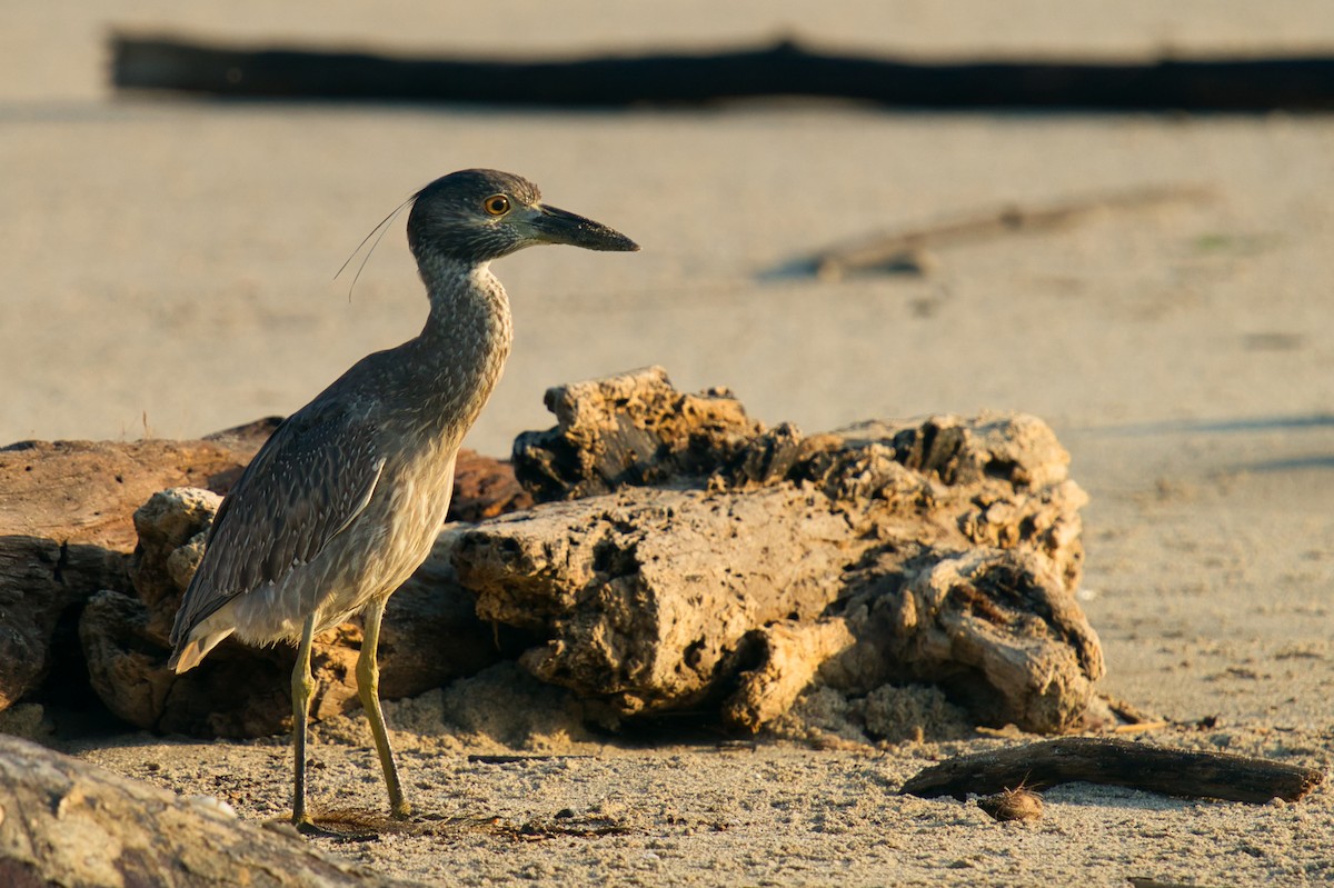 Yellow-crowned Night Heron - ML385740931