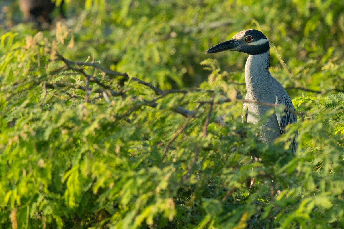 Yellow-crowned Night Heron - ML385740941