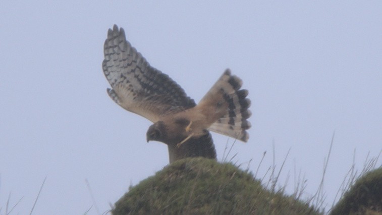 Northern Harrier - Luca Gugelmann