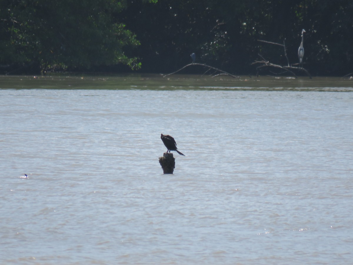 Neotropic Cormorant - ML385742231