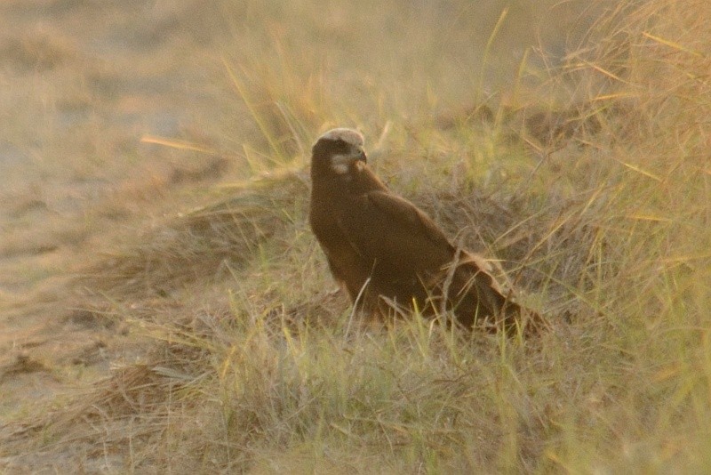 Western Marsh Harrier - Padmanav Kundu