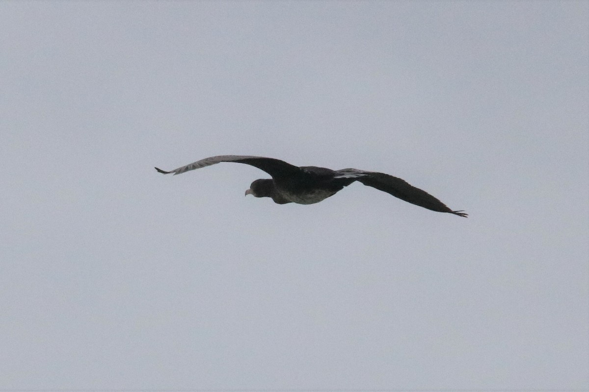 Great Cormorant (North Atlantic) - ML385744811